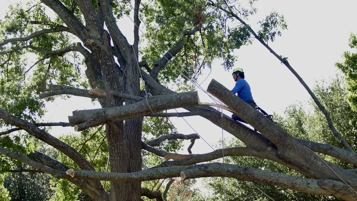 Professional Crown Thinning performed by certified arborists in Industry